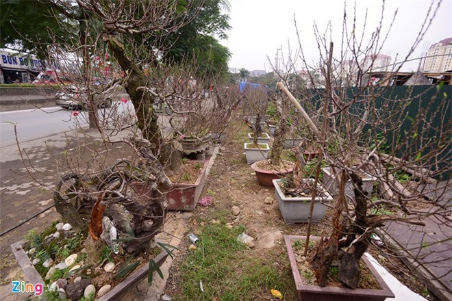 Đào lũa Tết giá "trên trời" cũng không bán