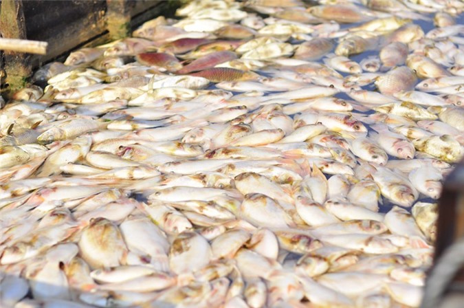 Báo cáo Chính phủ nạn cá chết hàng loạt tại Đồng Nai