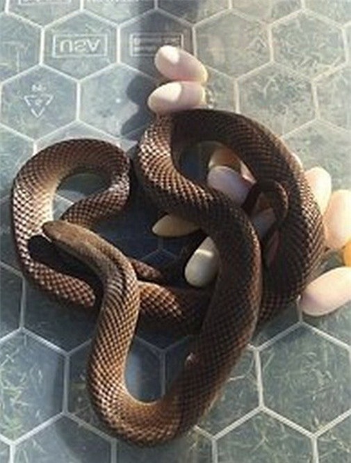 Hoảng hốt thấy rắn độc làm tổ ở... tủ lạnh