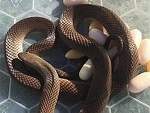 Hoảng hốt thấy rắn độc làm tổ ở... tủ lạnh