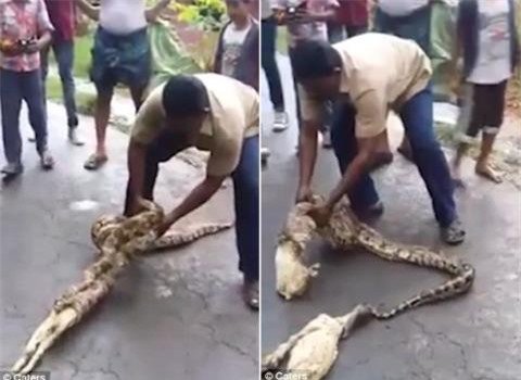 Sốc: Người đàn ông lôi 2 con dê ra khỏi bụng trăn 