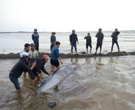 Bác tin đồn cá voi dạt vào bờ bị xẻ thịt đem bán