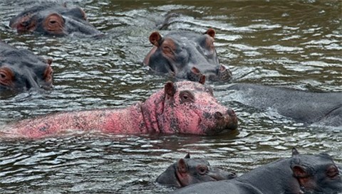 Cận cảnh chú hà mã màu hồng siêu hiếm gặp ở Kenya