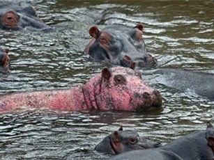 Cận cảnh chú hà mã màu hồng siêu hiếm gặp ở Kenya