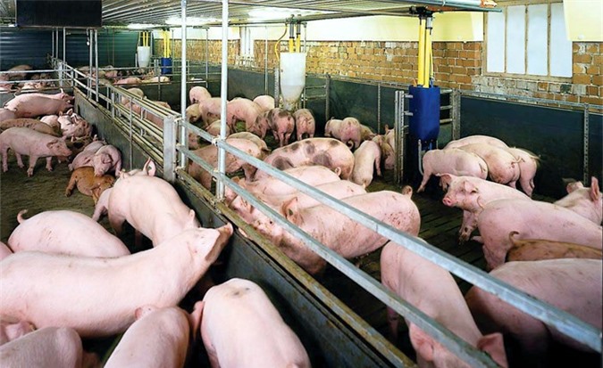 Phát hiện gần 1.000 con heo chứa chất tạo nạc trước Tết