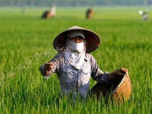 Cục Trồng trọt: Người dân không được dùng xi măng để bón cho lúa
