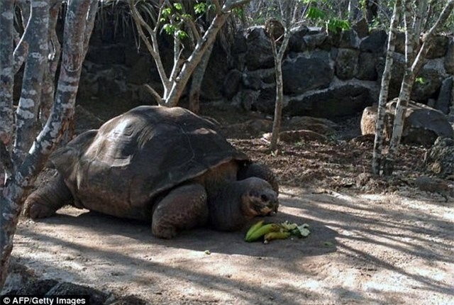 Những "cụ rùa" nổi tiếng nhất hành tinh