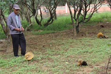 Sốc: Nấm khổng lồ xuất hiện tại Huế sau trận mưa 