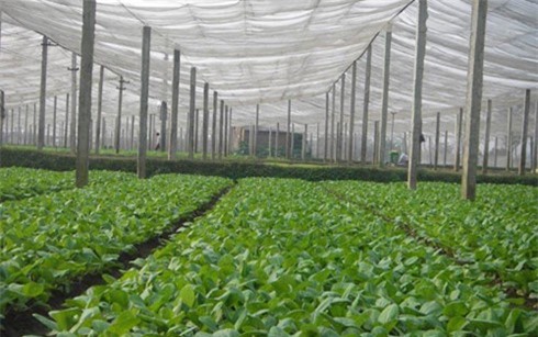 Hà Nội ban hành kế hoạch sản xuất và tiêu thụ rau an toàn giai đoạn 2017-2020