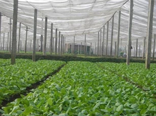Hà Nội ban hành kế hoạch sản xuất và tiêu thụ rau an toàn giai đoạn 2017-2020