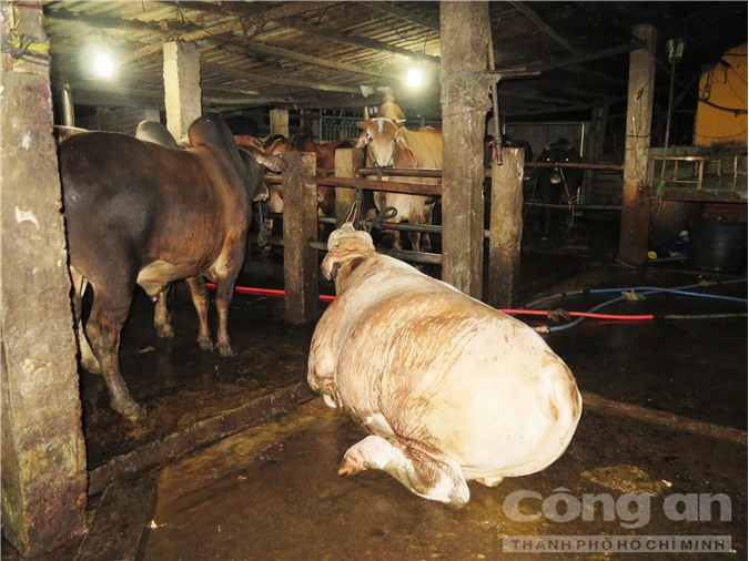Xử phạt 4 cơ sở bơm nước vào bò trước khi giết mổ