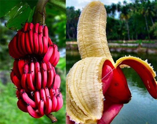 Tác dụng của chuối đỏ với sức khỏe