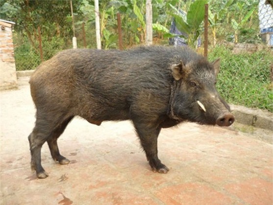 Lợn nhà cán bộ huyện sổng chuồng, cắn người nhập viện