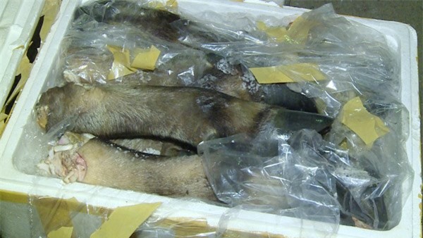 Bắt giữ xe khách chở 600kg thịt trâu bò phân hủy, bốc mùi