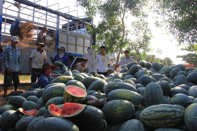 Bộ NN&PTNT cảnh báo tiêu thụ dưa hấu có thể tái diễn tình trạng ùn tắc