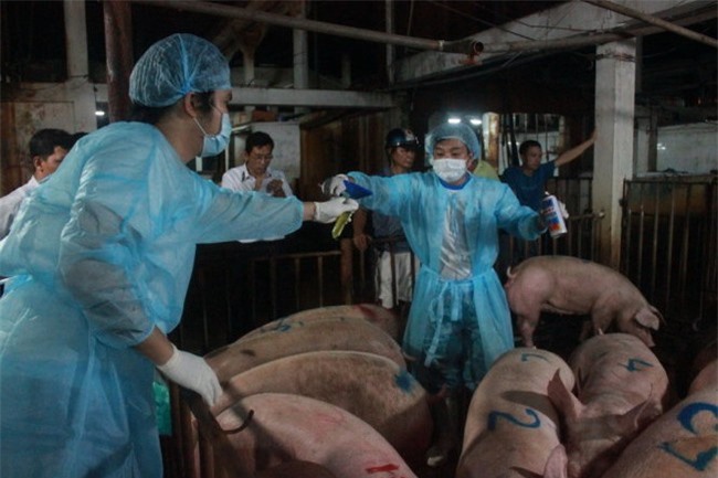 Bộ NN&PTNT: Xử thật nghiêm việc sử dụng chất cấm trong chăn nuôi