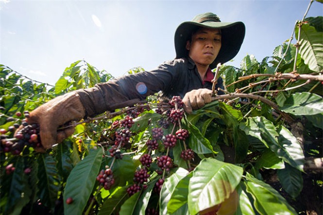 Xuất khẩu nông lâm thủy sản tháng 1/2016 giảm nhẹ