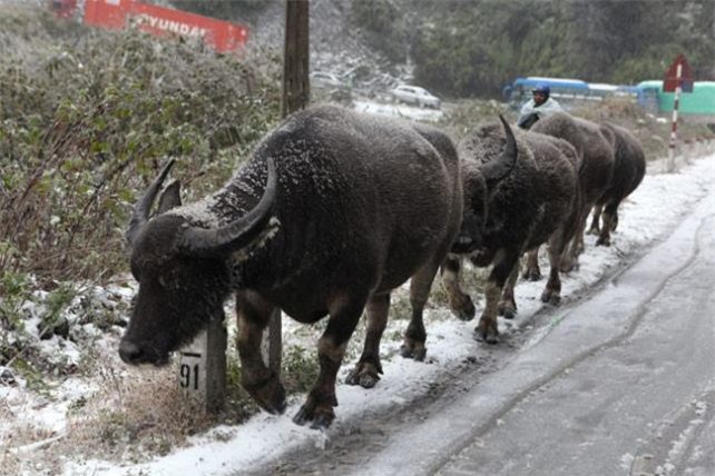 Hộ dân có trâu bò chết rét sẽ được ngân hàng giảm, giãn nợ
