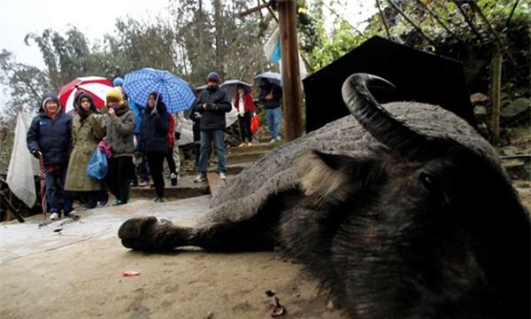 Ngân hàng Chính sách ra công điện hỗ trợ khắc phục hậu quả do giá rét