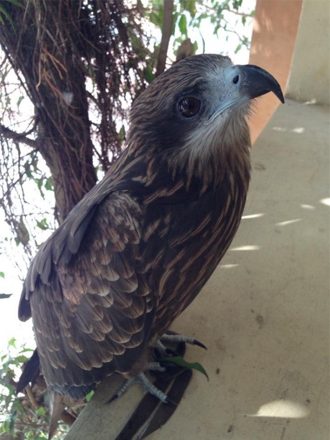 Phạt hơn 5 triệu đồng kẻ tung ảnh giết khỉ lên facebook