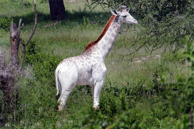 Tanzania: Bất ngờ phát hiện hươu cao cổ trắng cực quý hiếm 