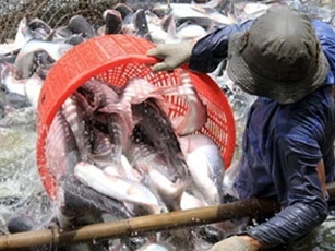 Xuất khẩu cá tra sang Tây Ban Nha vẫn giảm mạnh