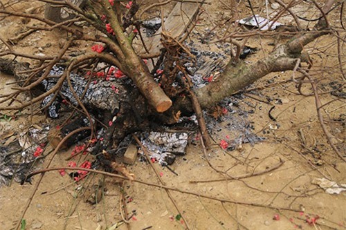 Bí quyết giữ hoa đào luôn tươi để đón Tết