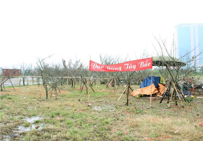 Đào rừng khoe sắc giữa Hà Nội dịp cận Tết