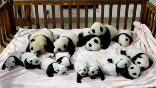 Kỳ lạ: Kiếm chục triệu đồng mỗi tháng từ nghề ôm gấu trúc