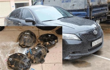 Thủ đoạn bất ngờ: Dùng xe xế hộp vận chuyển tê tê