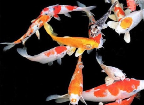 Vì sao dùng cá chép cúng Táo quân?