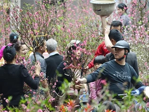 Hà Nội cho phép mở 47 điểm chợ hoa Xuân Tết Bính Thân 2016