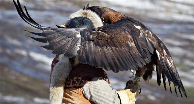 Hà Lan huấn luyện đại bàng, diều hâu săn bắt UAV xâm phạm không phận