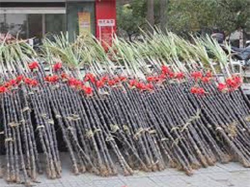 Những việc nên làm để đem lại may mắn trong ngày tết