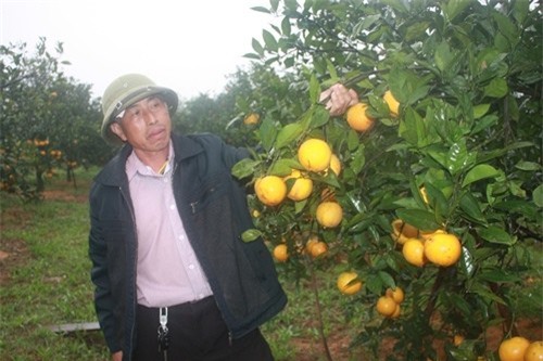 Chùm Ảnh: Những vườn cam đặc sản trị giá nghìn đô của nông dân xứ Nghệ cháy hàng