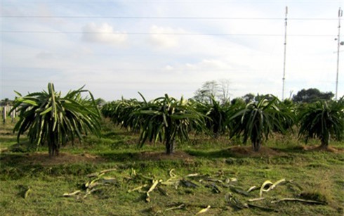 Năm Thân kể chuyện làm ăn của những người tuổi Khỉ