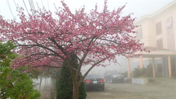 Dự báo thời tiết 13/2: Miền Bắc đón không khí lạnh mới