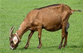 Hài hước: Ăn cỏ hàng xóm - chú dê... ngồi tù 7 năm