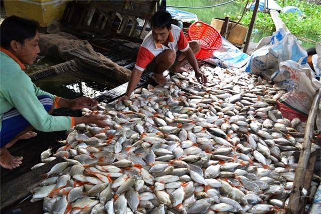 Đã xác định nguyên nhân hơn 1.000 tấn cá chết ở miền Tây