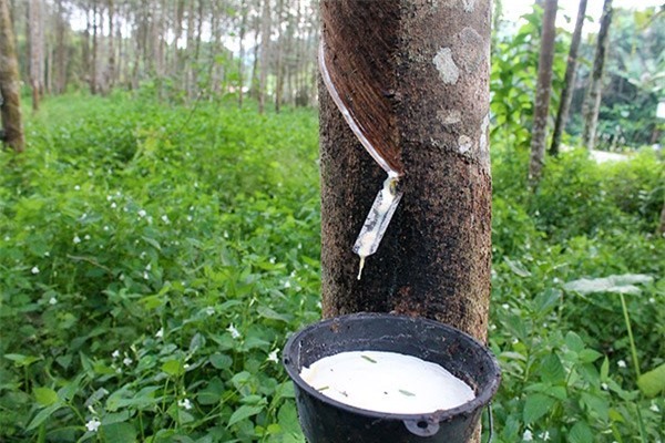 Đồng ý miễn tiền thuê đất trồng cao su tái canh