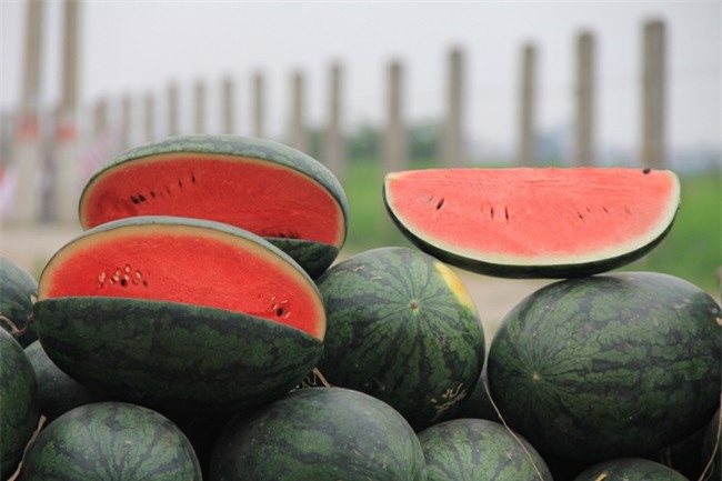 Giá dưa hấu bán sang Trung Quốc dao động khoảng 5.000đ/kg