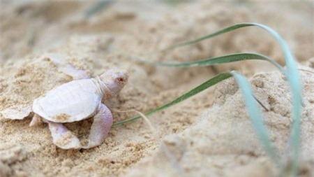 Úc: Phát hiện con rùa hiếm gặp nhất hành tinh