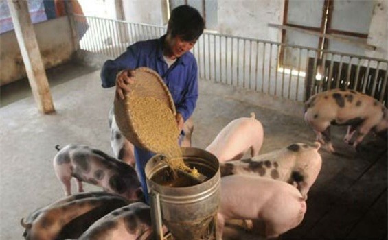 Hà Nội mạnh tay 'đánh' nạn sử dụng chất cấm trong chăn nuôi