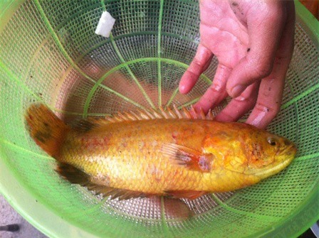 Chi 10 triệu đồng để mua 1 con cá rô có hợp lý?