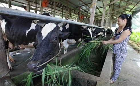 Bí thư Thăng gọi điện cho bà Mai Kiều Liên, Vinamilk nói gì?