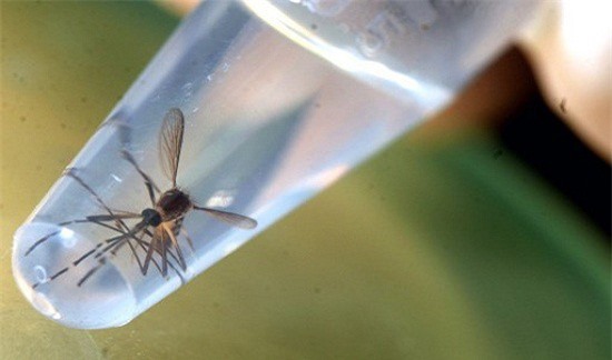 Trung Quốc xác nhận trường hợp thứ 3 nhiễm virus Zika