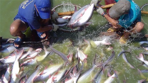 Năm 2015, bình quân mỗi kg cá tra giảm khoảng 20.000 đồng