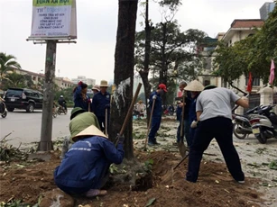 Chủ tịch Hà Nội yêu cầu cử cán bộ đi nước ngoài học quản lý cây xanh