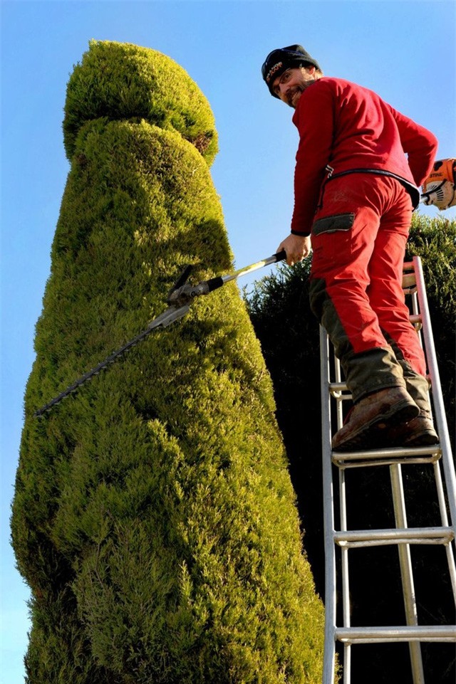 Đỏ mặt với cách tạo hình cây giống... "của quý"