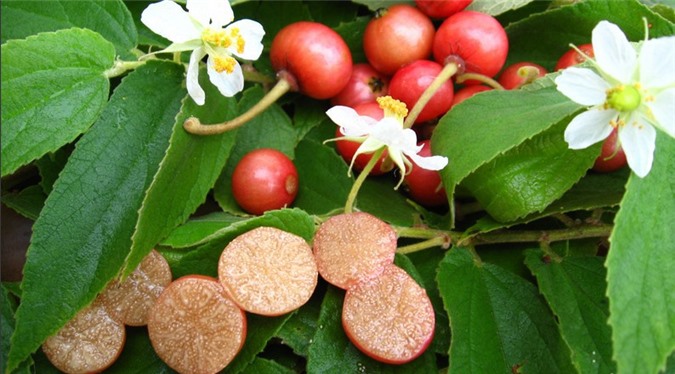 Những công dụng tuyệt hảo của cây trứng cá 